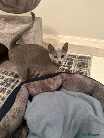 Russian Blue cats Pure Russian Blue Kitten - Advert 1