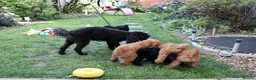 Miniature Poodle dogs for sale: Miniature Poodles in Northolt - Advert 15