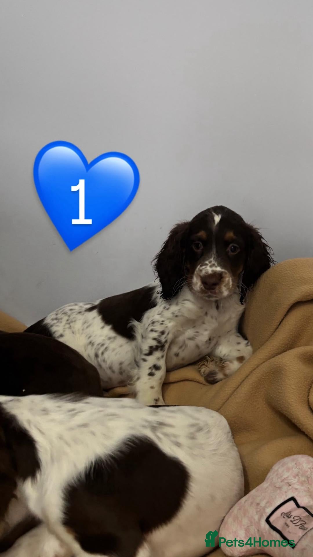 Cocker Spaniel dogs Beautiful cocker spaniel puppies - Advert 1