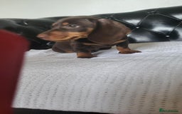 Dachshund dogs for sale: dachshund puppy for sale ! - Image 6