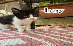 Mixed Breed cats for sale: 4 Boys & 3 Girls🐾 - Image 5