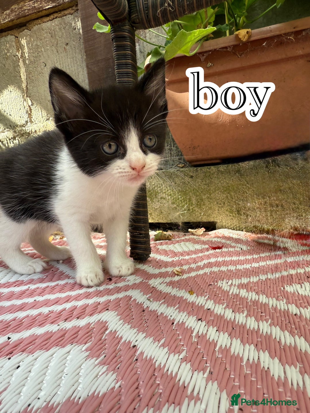 Mixed Breed cats for sale: 4 Boys & 3 Girls🐾 - Image 5