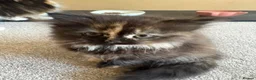 Mixed Breed cats for sale: Fluffy kittens finger and mixed  - Advert 8