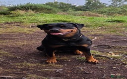 Rottweiler dogs for sale: KC & Fully Health Tested Rottweiler Puppies - Image 14