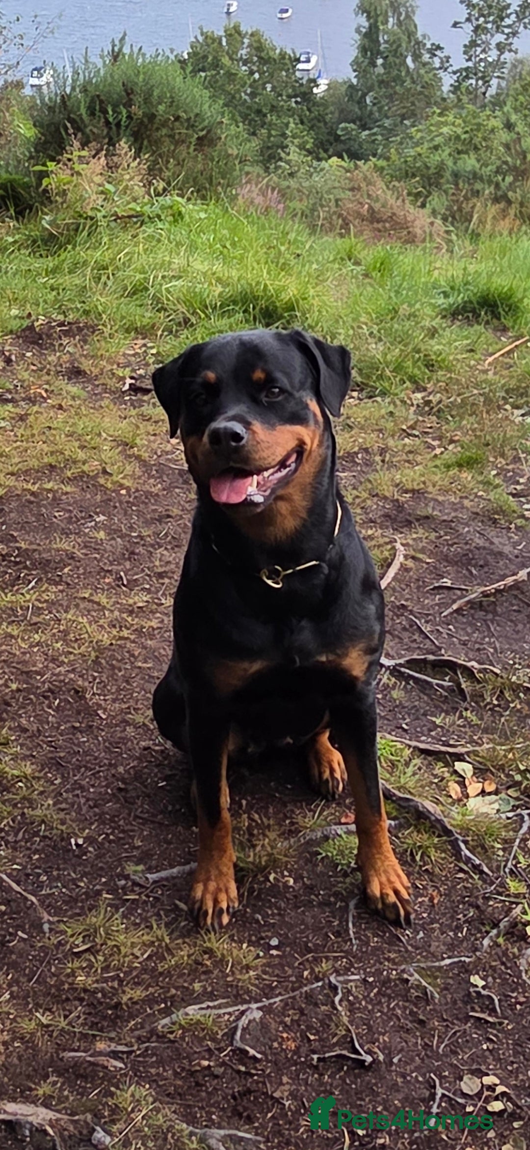 Rottweiler dogs for sale: KC & Fully Health Tested Rottweiler Puppies - Image 14