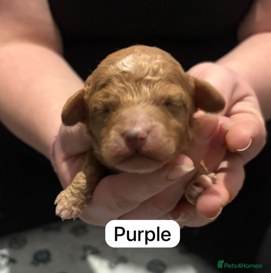 Cockapoo dogs for sale: FOX RED TOY COCKAPOO PUPPIES  - Advert 24