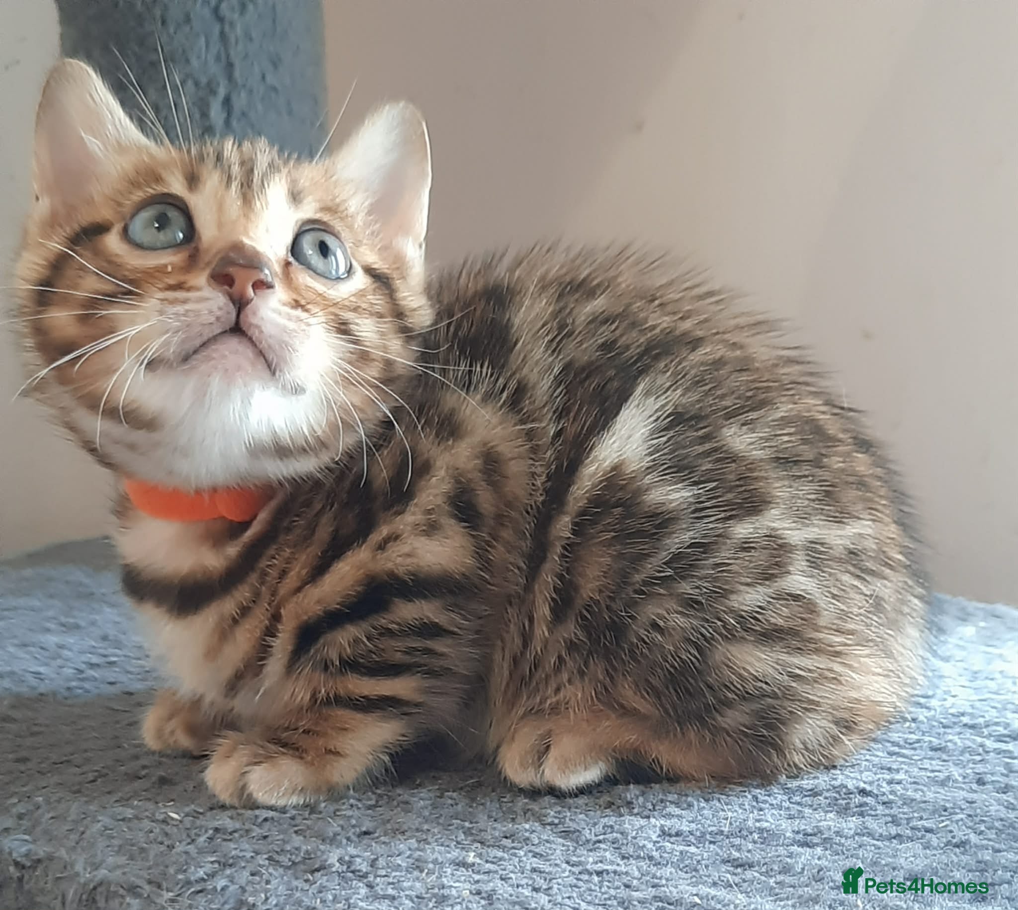 Bengal cats Absolutely Stunning litter, TICA reg Bengal Cubs  - Advert 2