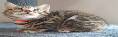 Bengal Kitten 5 Orange girl