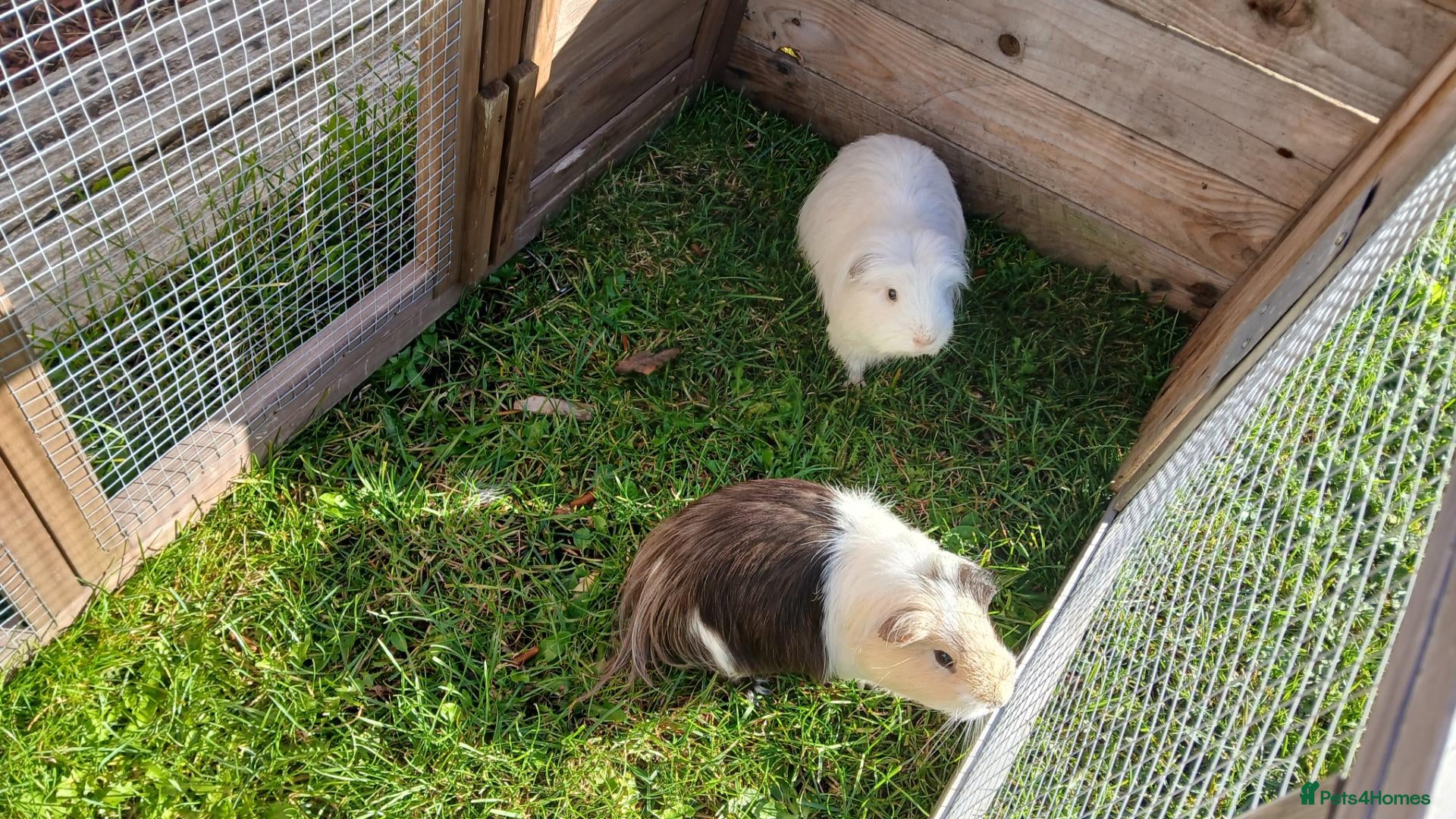 Guinea Pig rodents Guinea Pig Pair - Advert 1