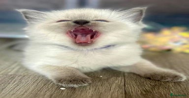 Ragdoll cats - Advert 6