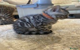 Bengal cats for sale: Pure bengal kittens - Image 19