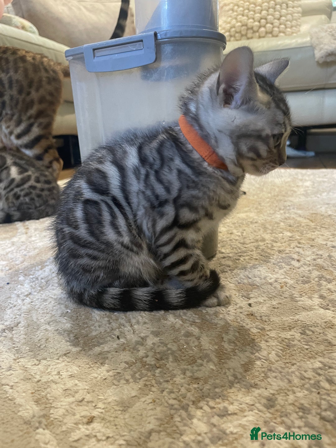 Bengal cats for sale: Pure bengal kittens - Image 19