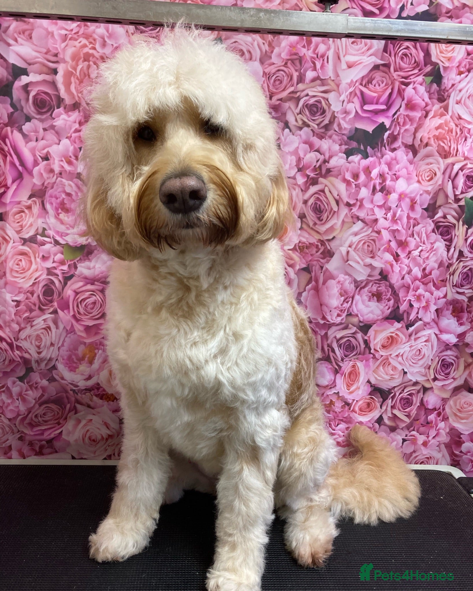 Labradoodle dogs Multigenerational labradoodle puppies - Advert 1