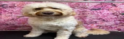 Labradoodle dogs for sale: Multigenerational labradoodle puppies - Advert 1