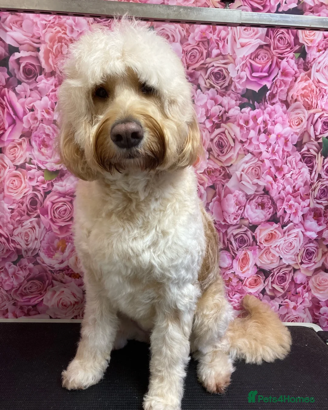 Labradoodle dogs for sale: Multigenerational labradoodle puppies - Advert 1