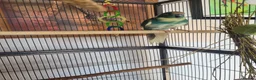Parakeets birds for sale: Kakariki- breeding pair - Advert 1