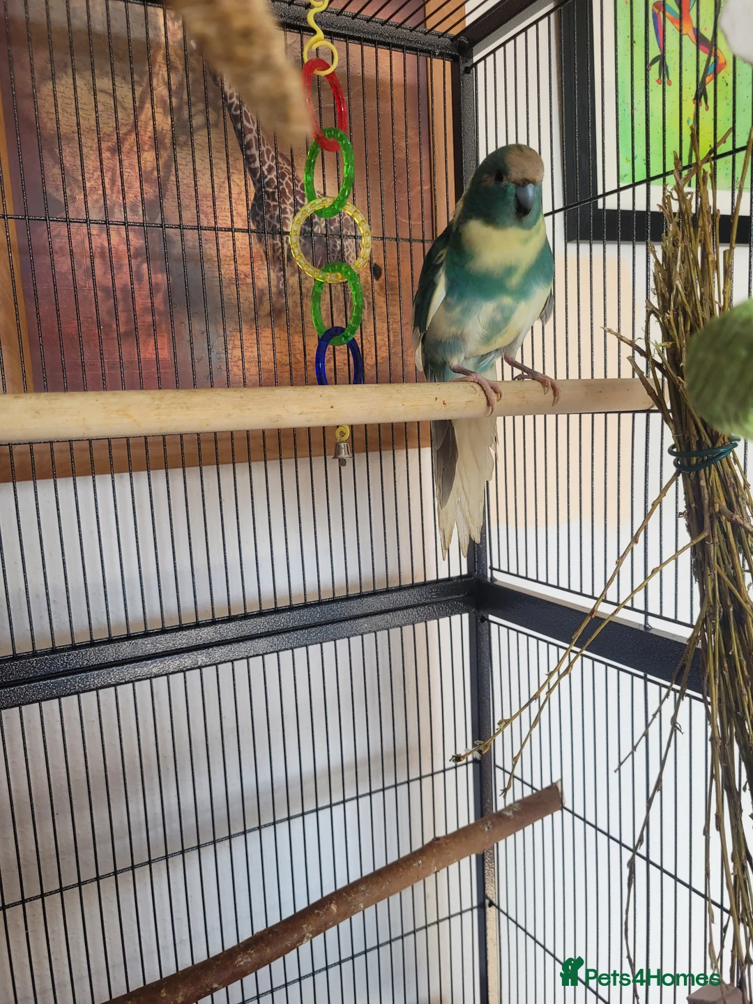 Parakeets birds for sale: Kakariki- breeding pair - Advert 1