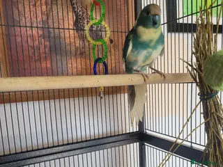 Parakeets birds Kakariki- breeding pair - Advert 3