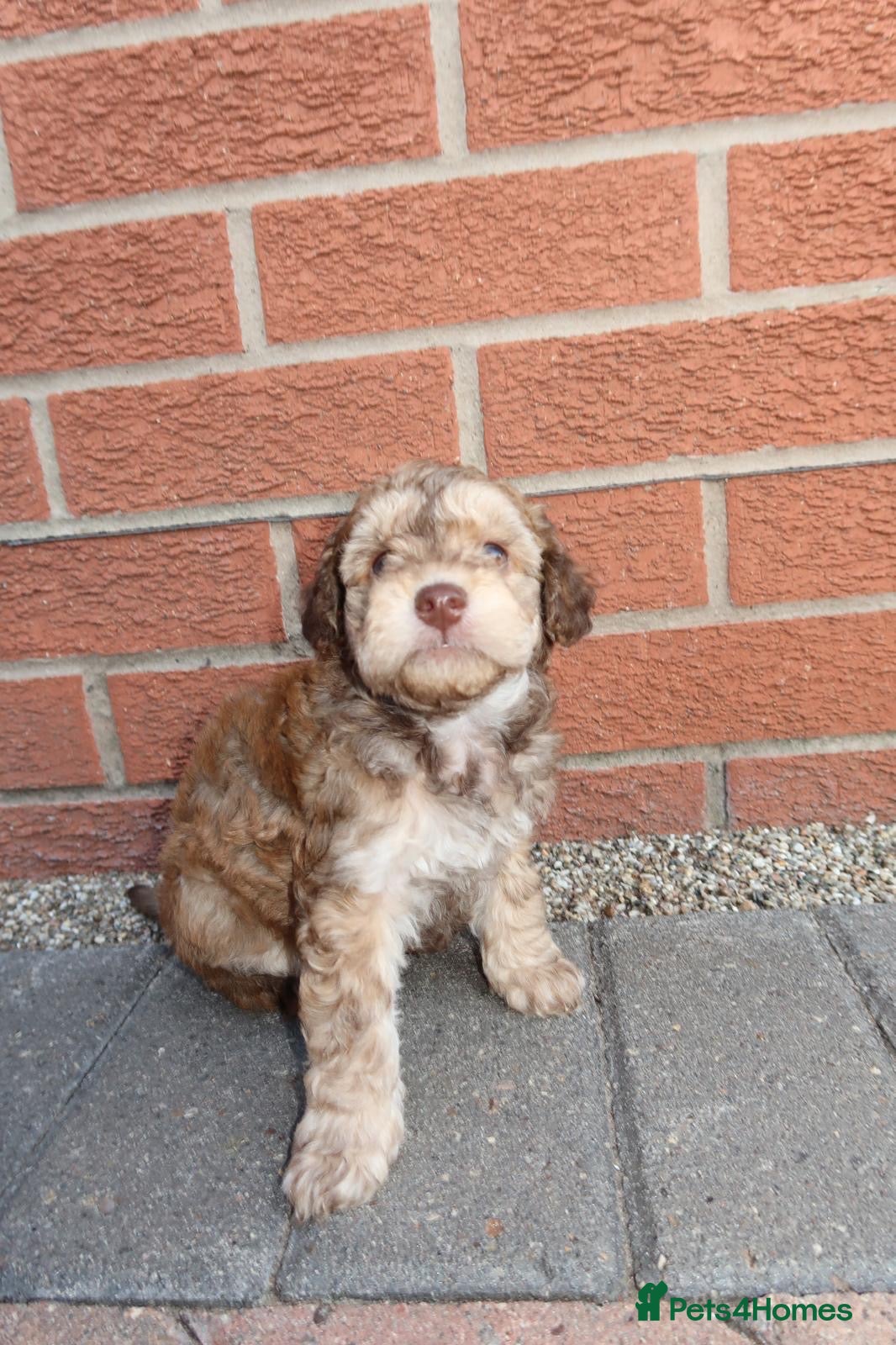Cockapoo dogs Beautiful cockapoo puppies  - Advert 6