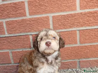 Cockapoo dogs Beautiful cockapoo puppies - Advert 6