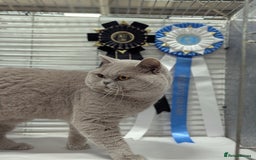 British Shorthair cats for stud: Champion lilac BSH Stud in Derby - Image 5