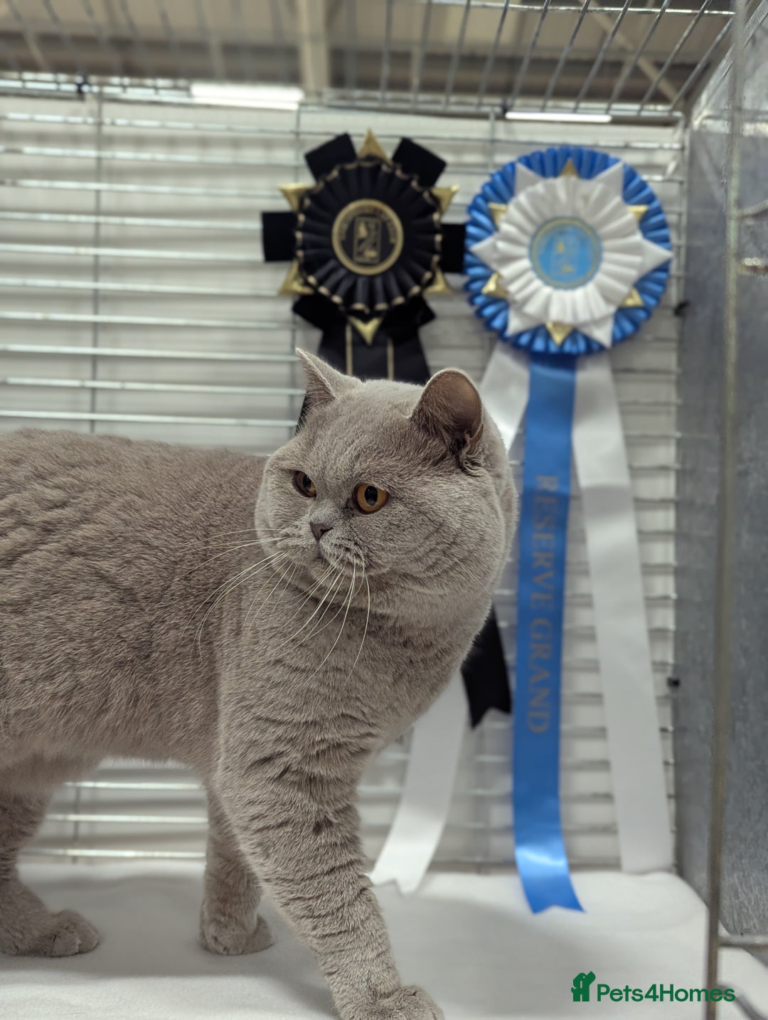 British Shorthair cats for stud: Champion lilac BSH Stud in Derby - Image 5