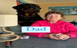 Rottweiler dogs for sale: 2 girls remaining  - Image 10