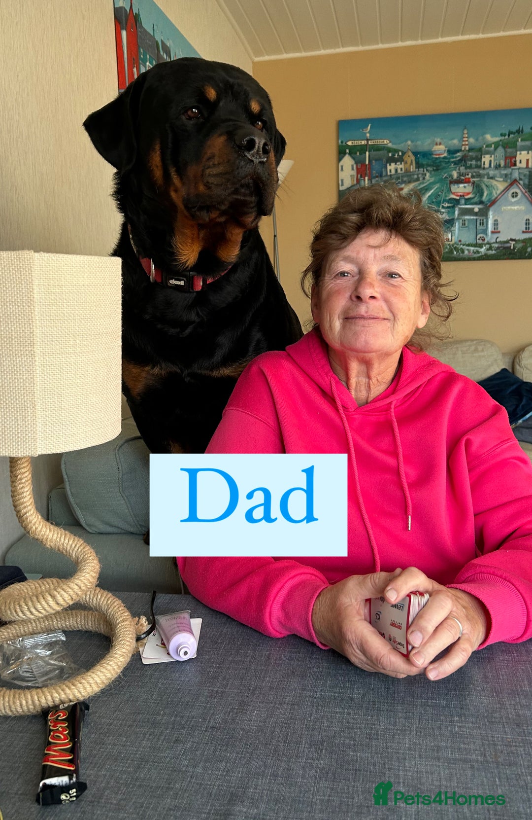 Rottweiler dogs for sale: 2 girls remaining  - Image 10