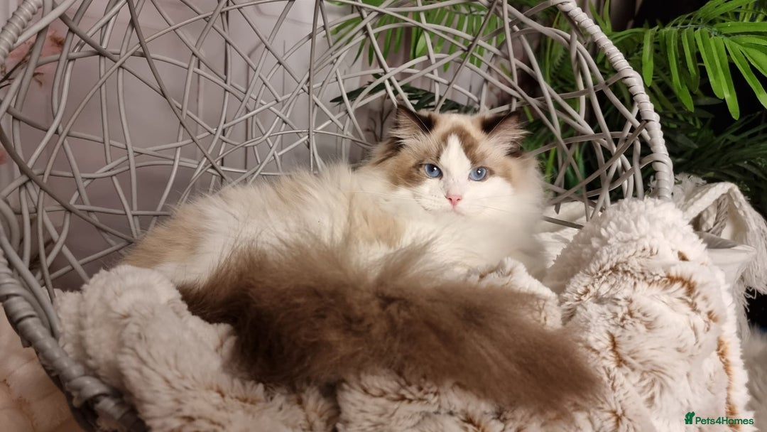 Ragdoll cats for sale: Quality Tica reg Ragdoll kittens  - Advert 14