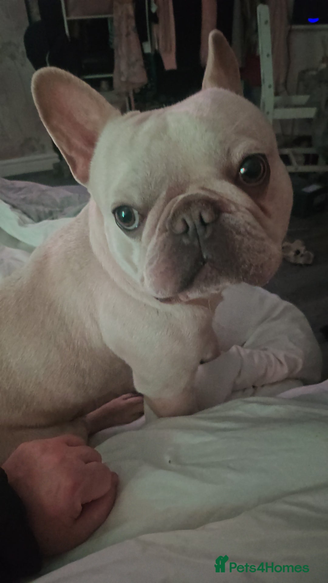 French Bulldog dogs for sale: Remus ❤️  - Advert 3