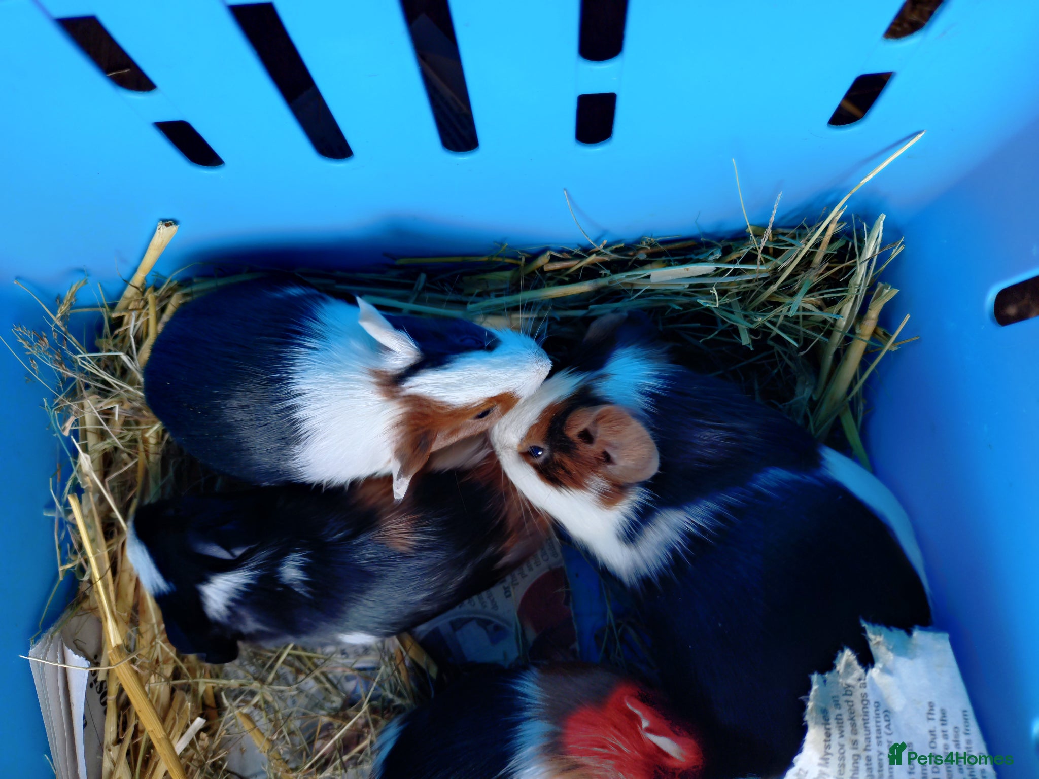 Guinea Pig rodents Baby males guinea pigs - Advert 1