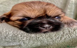 Shih Tzu dogs for sale: Adorable Imperial Shih Tzu Puppies - Image 4