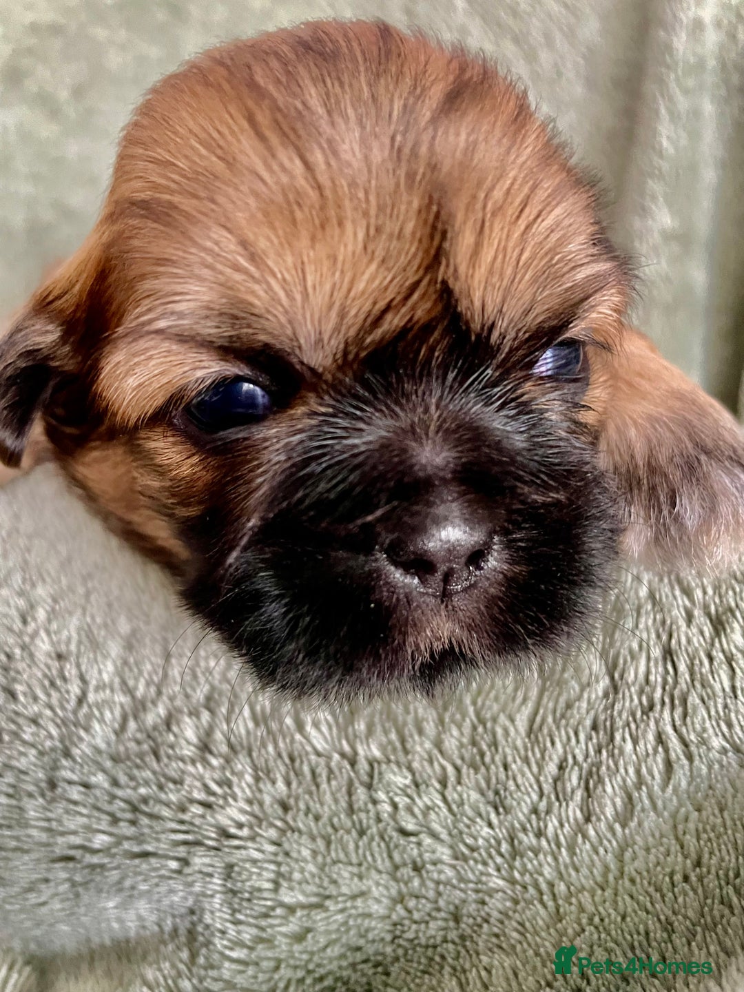 Shih Tzu dogs for sale: Adorable Imperial Shih Tzu Puppies - Image 4