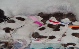 English Springer Spaniel dogs for sale: KC-ESS PUPPIES - DNA Health tested   - Image 11