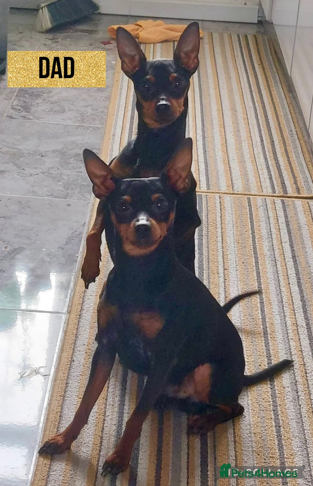 Miniature Pinscher dogs for sale: Beautiful miniature Pinscher puppies  - Advert 4