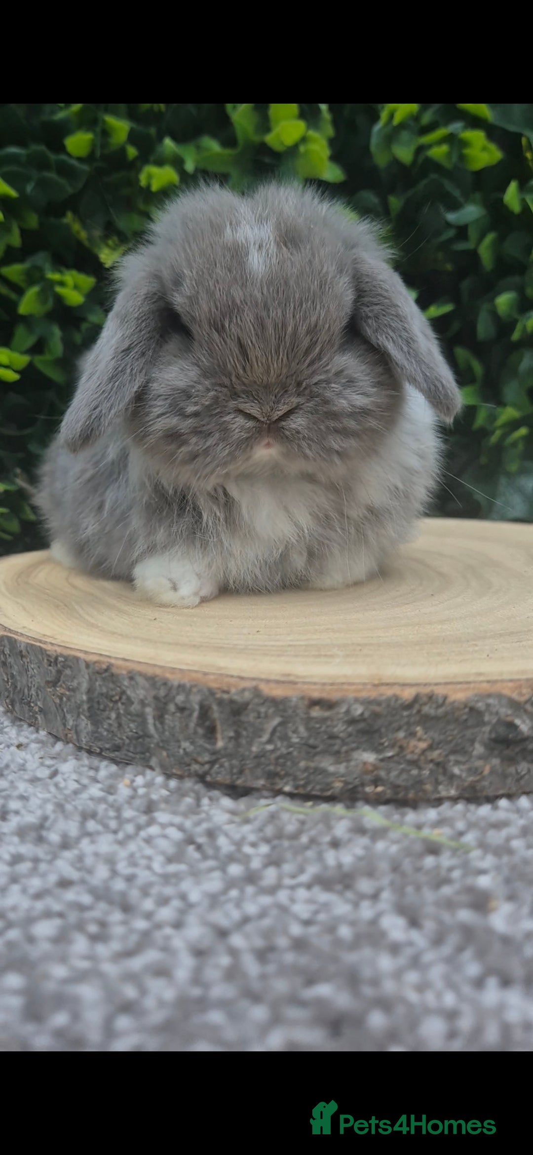 Mini Lop rabbits for sale: Mini lop baby girl ready now - Advert 12