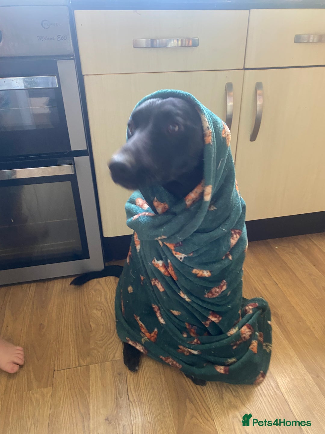 Mixed Breed dogs for sale: jupiter  - Advert 2