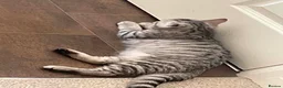 British Shorthair cats for sale: British Blue Shorthair Silver Tabby kittens - Advert 18