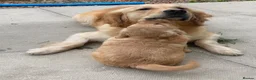 Golden Retriever dogs for sale: A happy healthy family companion  - Advert 17
