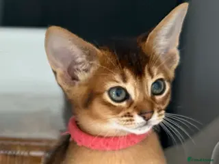 Abyssinian cats Champions parents kittens GCCF registered - Advert 5