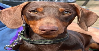 Miniature Dachshund dogs - Advert 4