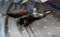 Mixed Breed cats for sale: Mainecoon x boy looking for home - Image 1