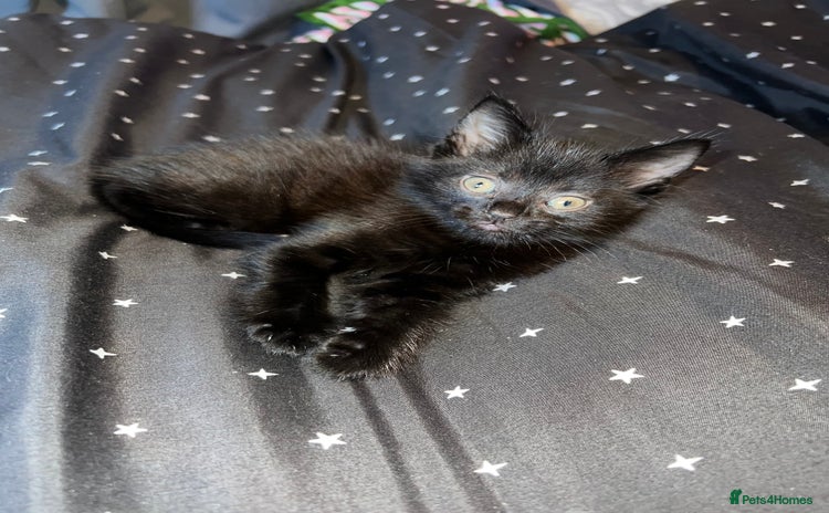 Mixed Breed cats - Advert 4