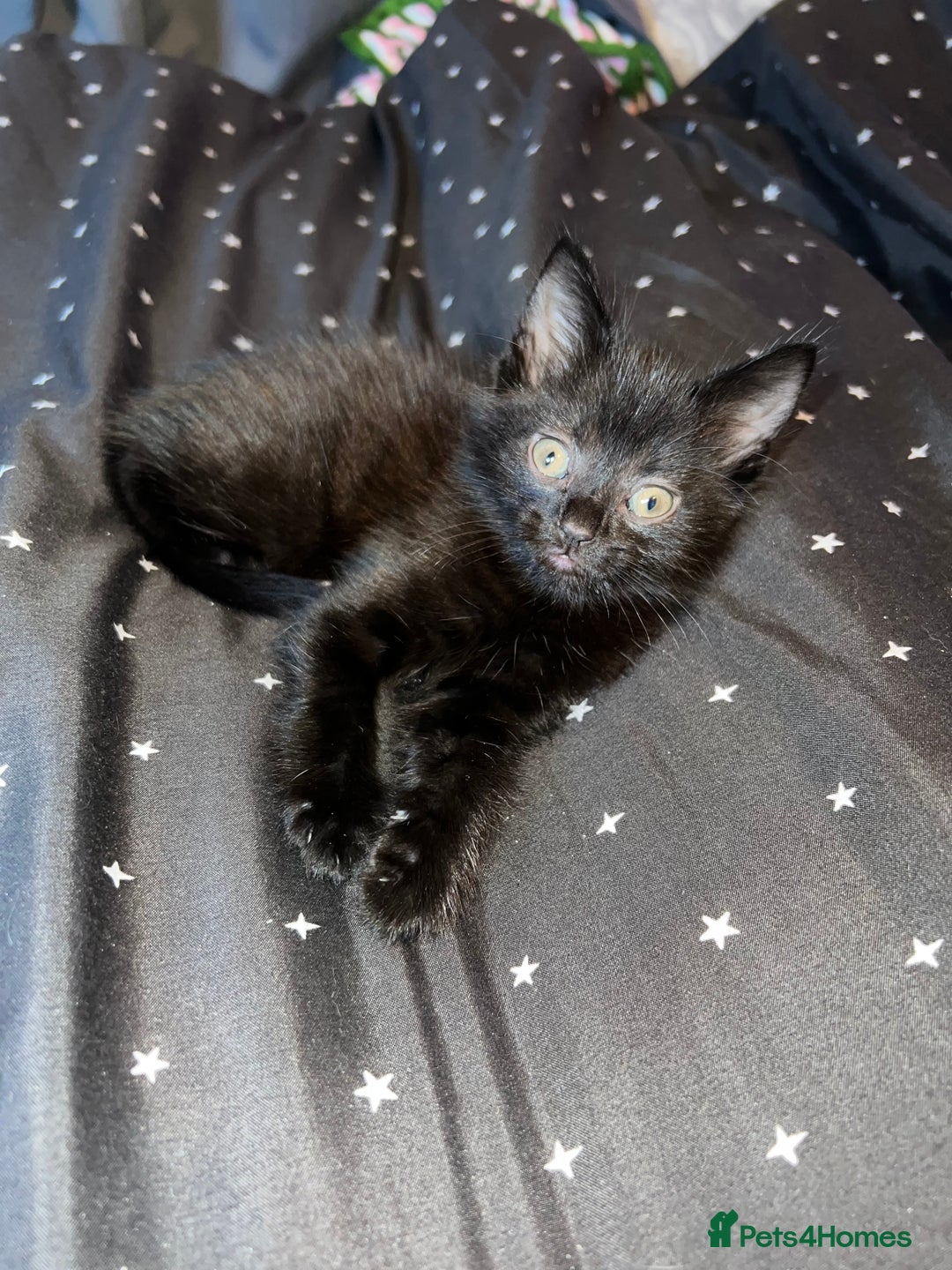 Mixed Breed cats for sale: Mainecoon x boy looking for home - Image 1
