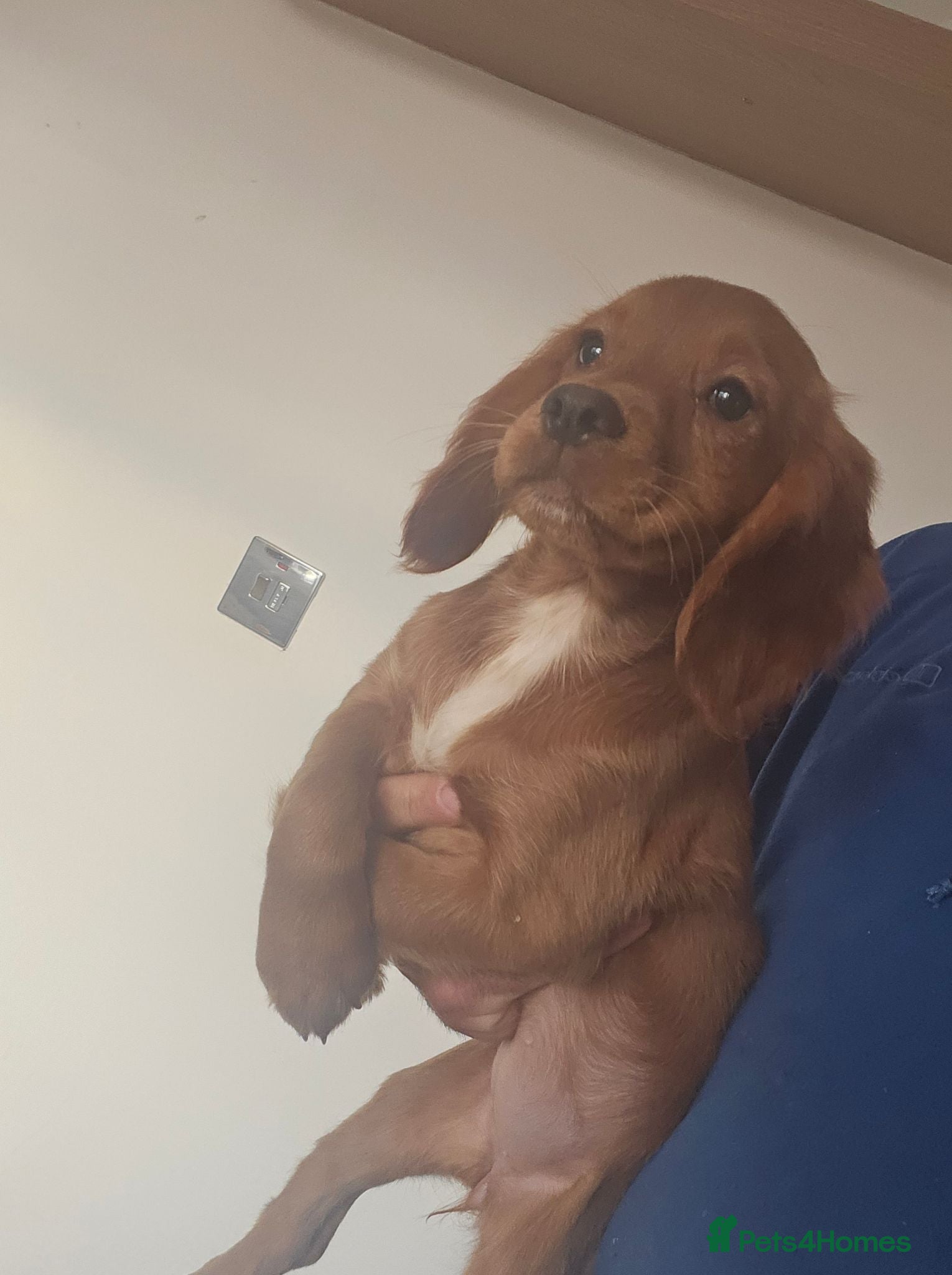 Cocker Spaniel dogs Health tested working cocker spaniels  - Advert 2