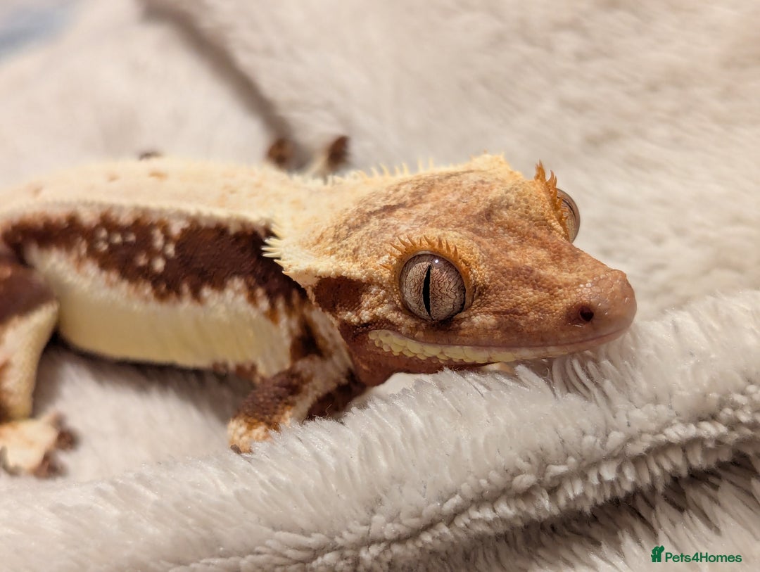 Gecko reptiles for sale: Red lilly white and tricolour crested gecko - Advert 4