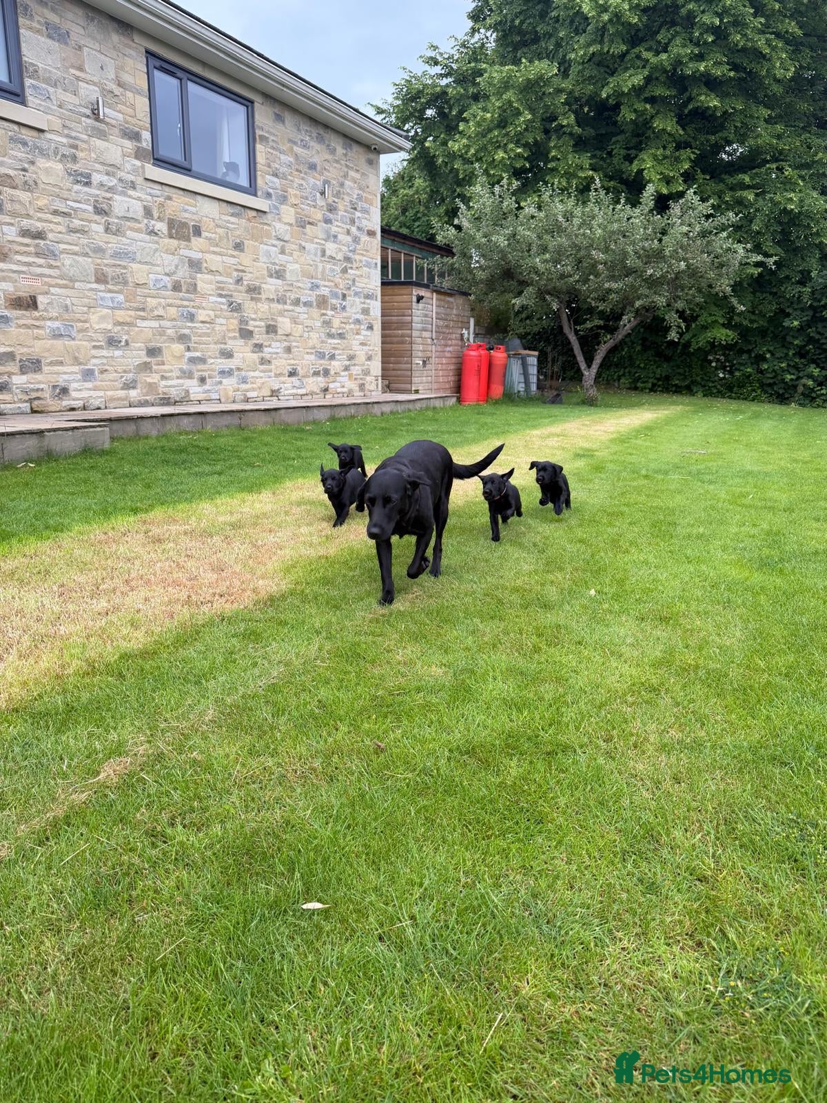Labrador Retriever dogs for sale: KC Reg Black Labrador Pups, FT Ch Bred - Advert 4