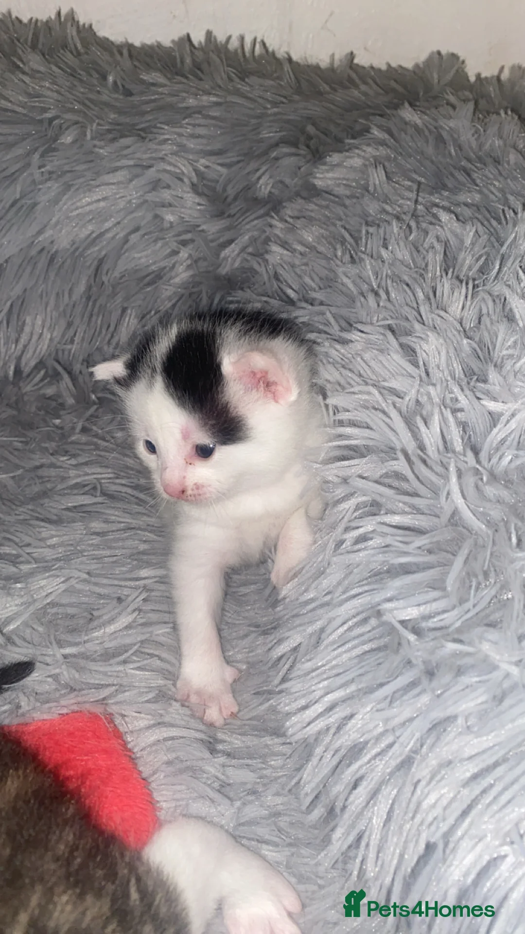 Mixed Breed cats for sale: Beautiful mixed breed kittens  - Advert 2