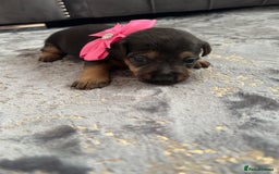 Jack Russell dogs for sale: Beautiful Jack russell puppies for sale  - Image 25
