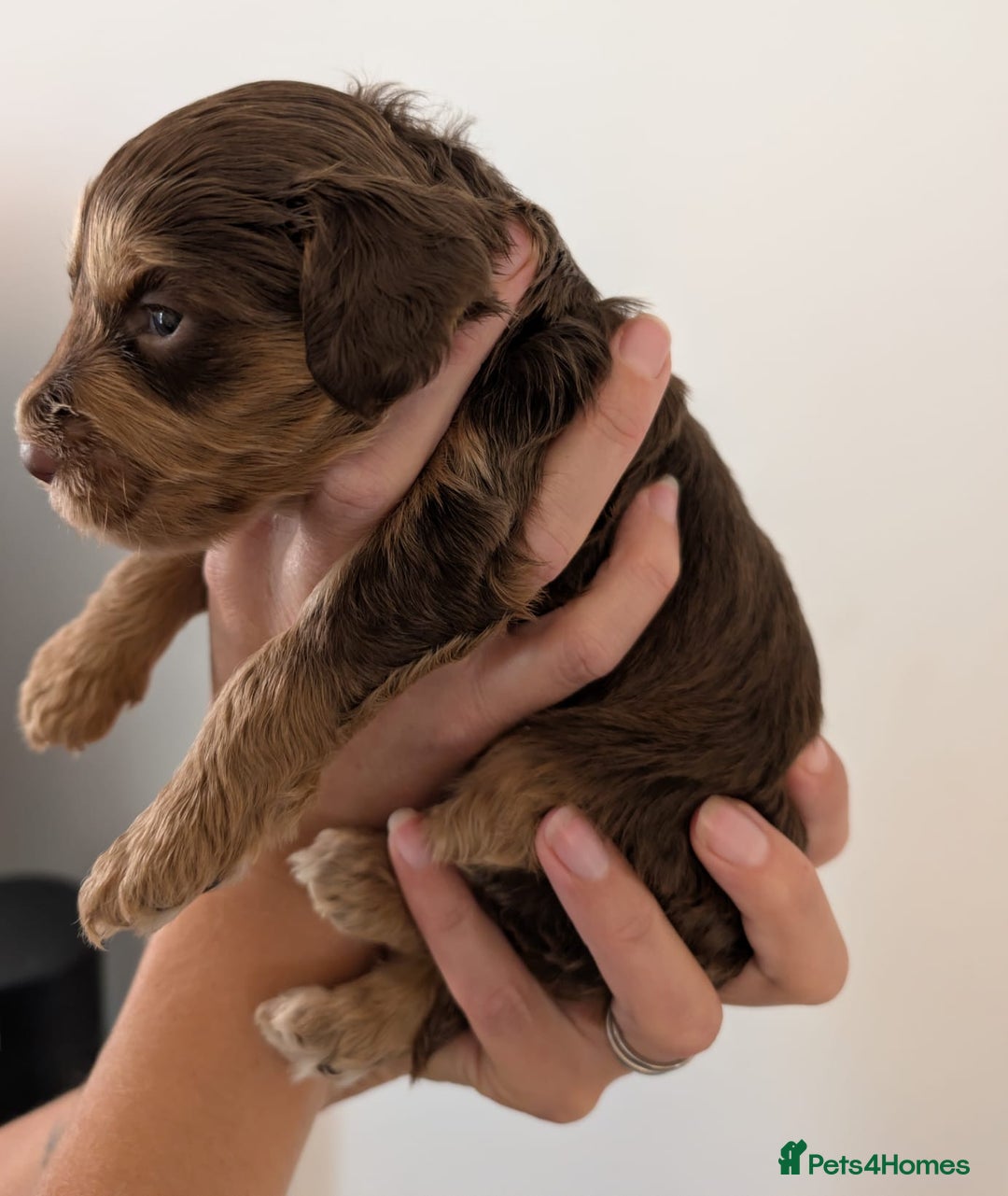 Cockapoo dogs for sale: Beautiful Cockapoo puppies 🐶 😍  - Image 4